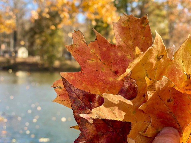 E97E7A56-41FA-4194-8877-AD4AFB29498A_1_201_a