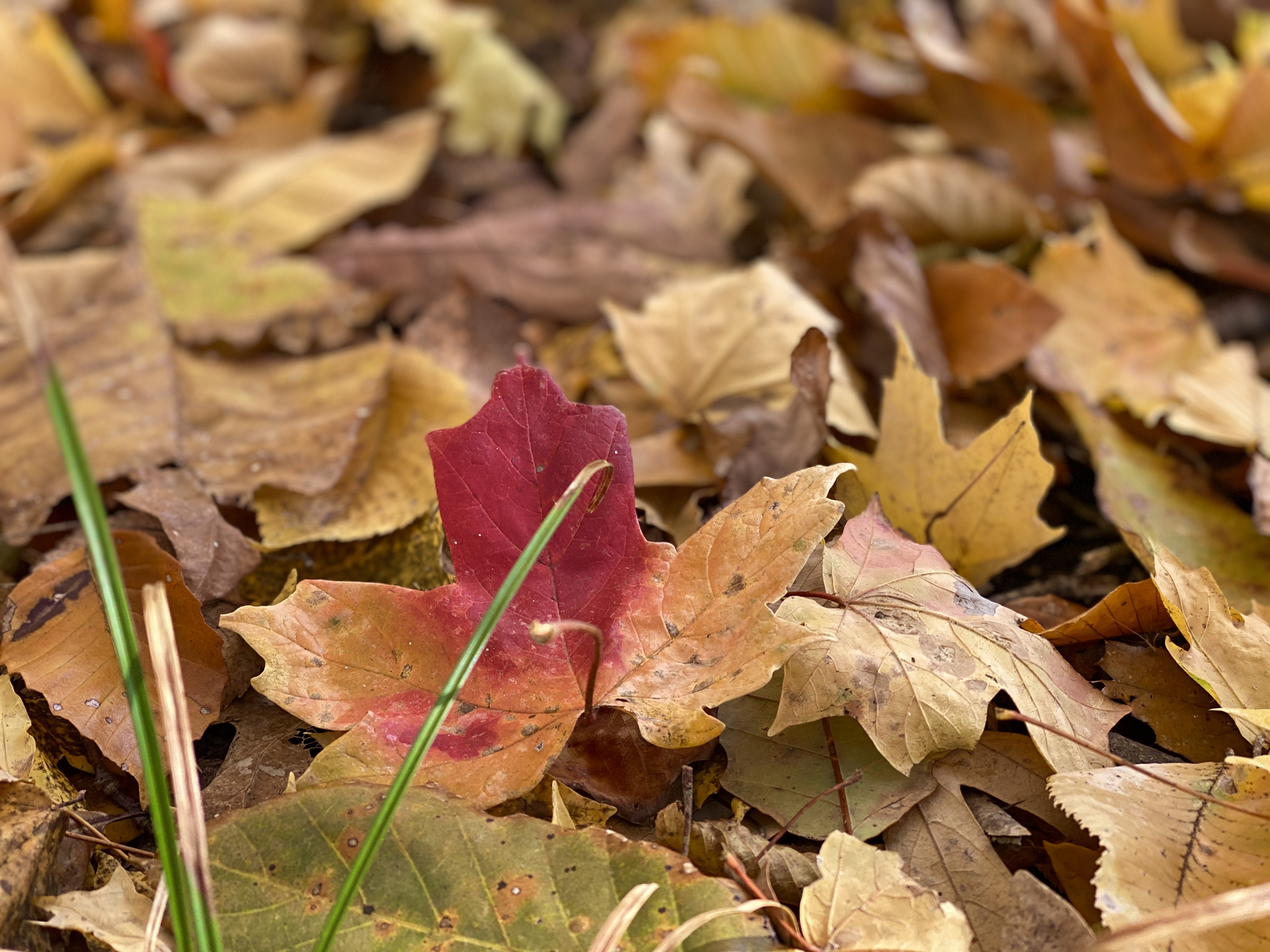 FCC37A46-3C87-4C84-9B94-41AE254F5C40_1_201_a